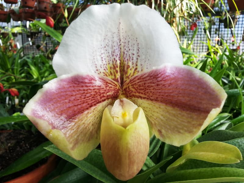Evie Cutting orchid