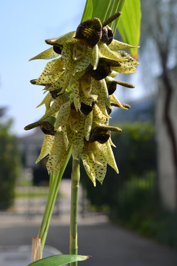 Green orchid