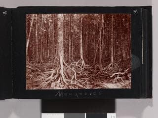 Go to image 53.