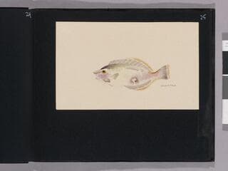 Go to image 27.