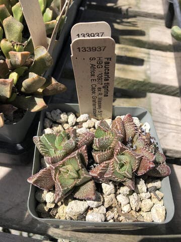 Faucaria tigrina