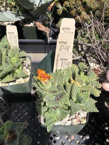 Faucaria tigrina