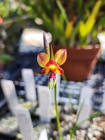 Diuris amplissima