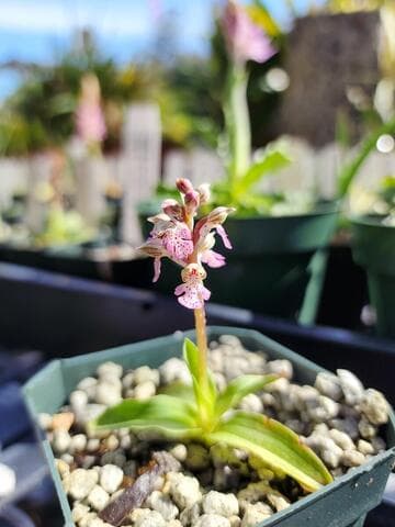 Neotinea lactea