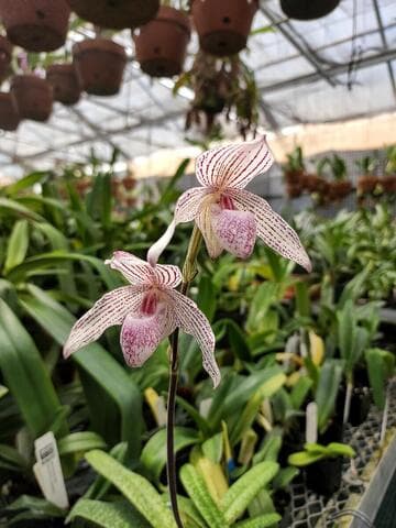 Paphiopedilum Woluwense 'Peppermint' AM/AOS (87 Points)