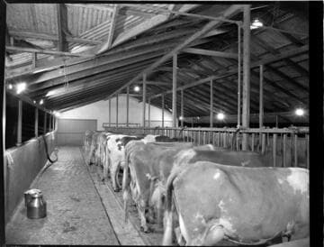 Lighted Dairy Barn