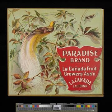 Paradise Brand