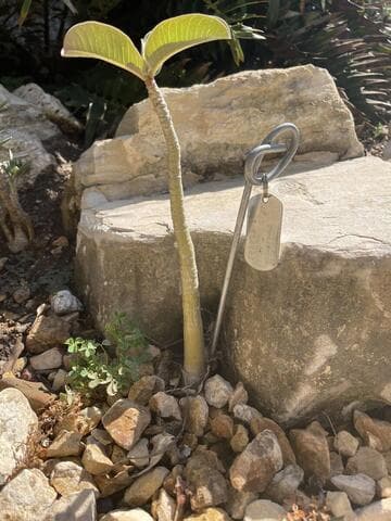 Adenium boehmianum