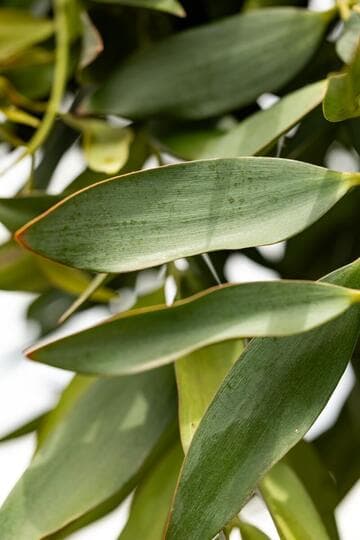 Agathis robusta