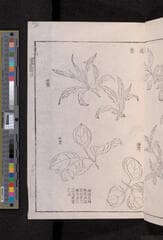 Go to image 237.