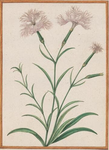 Plume Pink