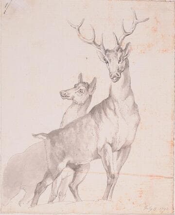 Two Deer