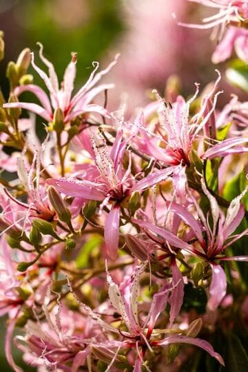 Calodendrum capense