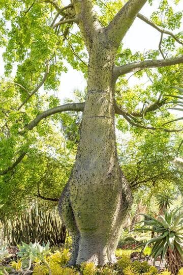 Ceiba speciosa