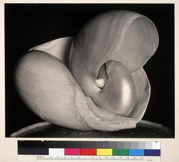 Shell, Glendale