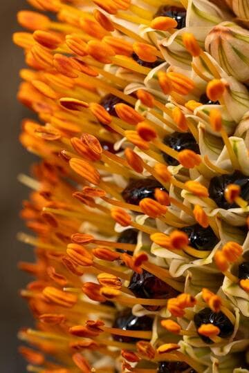 Aloe castanea