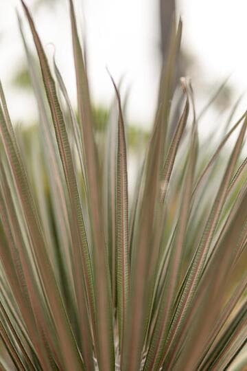 Pachypodium geayi