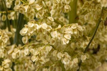 Beaucarnea gracilis