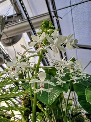 Calanthe