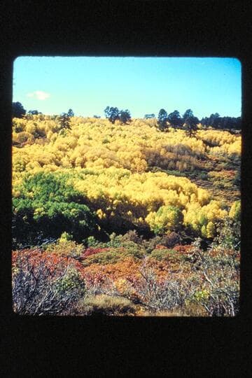 Aspens, jeep trip