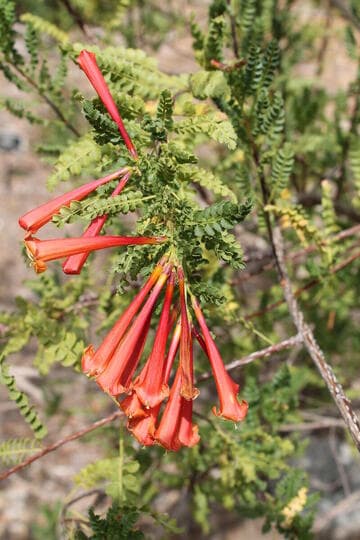 Manettia cordifolia