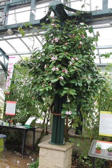 Strophanthus gratus