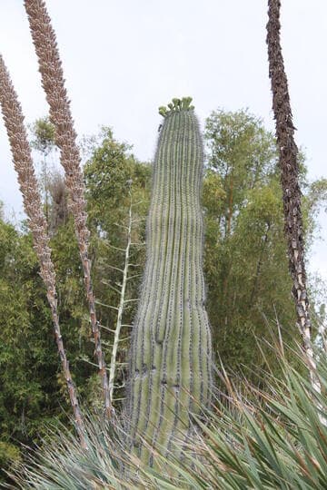 Carnegiea gigantea