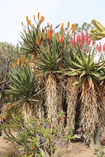 Aloe rupestris