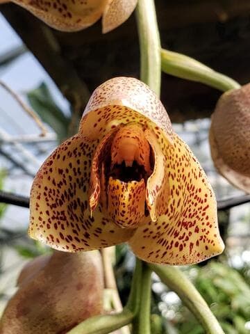 Acineta superba