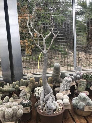 Adenium boehmianum