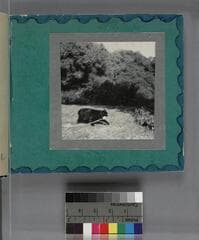 Go to image 11.