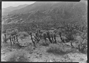 Cactus Desert
