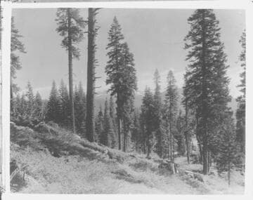 Big Creek Scenery