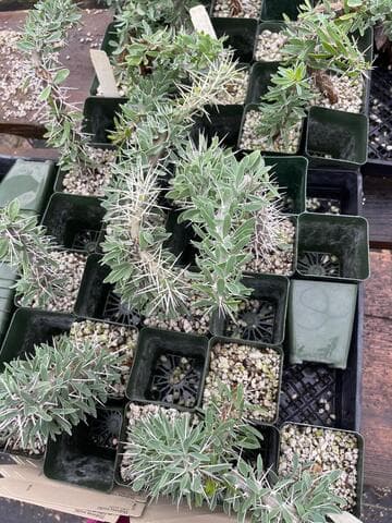 Didierea trollii