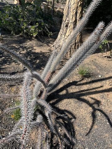 Didierea trollii