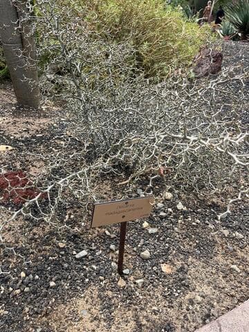 Decarya madagascariensis
