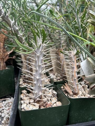 Didierea trollii (hybrid)