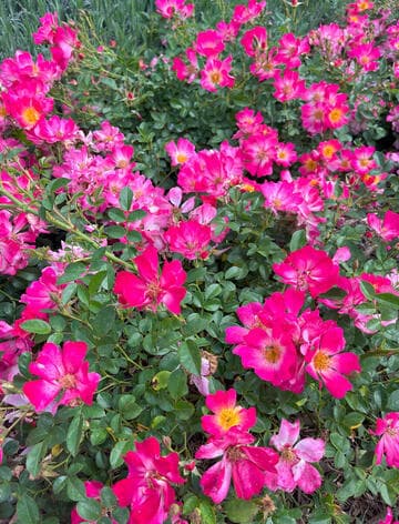 Rosa 'Pink Drift'