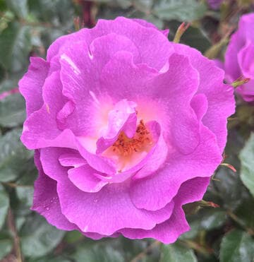 Rosa 'Blue For You'
