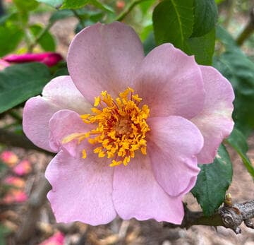 Rosa 'Lilac Charm'
