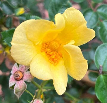 Rosa 'Baby Love'