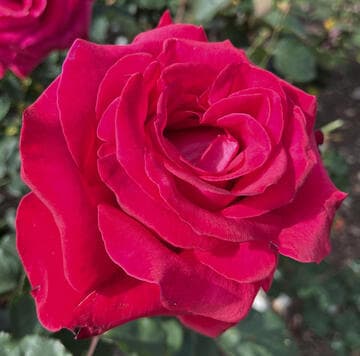 Rosa 'Alec's Red'