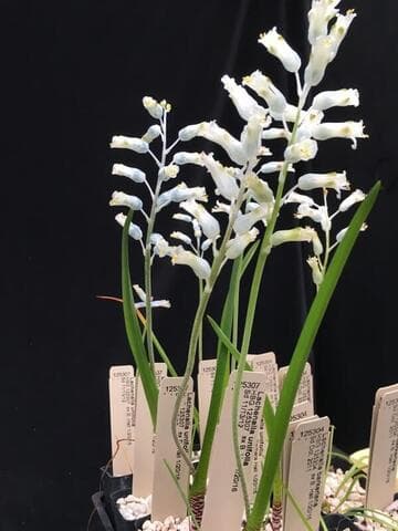Lachenalia unifolia