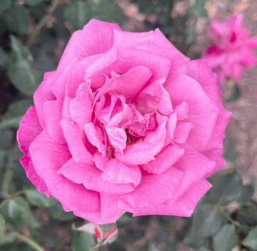 Rosa 'Bon Silene'