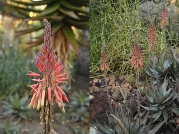 Aloe 'Rooikappie'