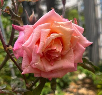 Rosa 'Dr. Grill'