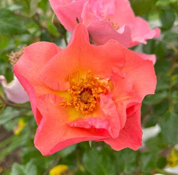 Rosa 'Summer Wine'