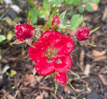 Rosa 'Wing-Ding'