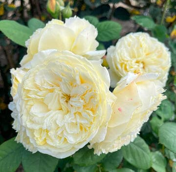 Rosa 'Symphony'