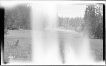 Meadow in a forest